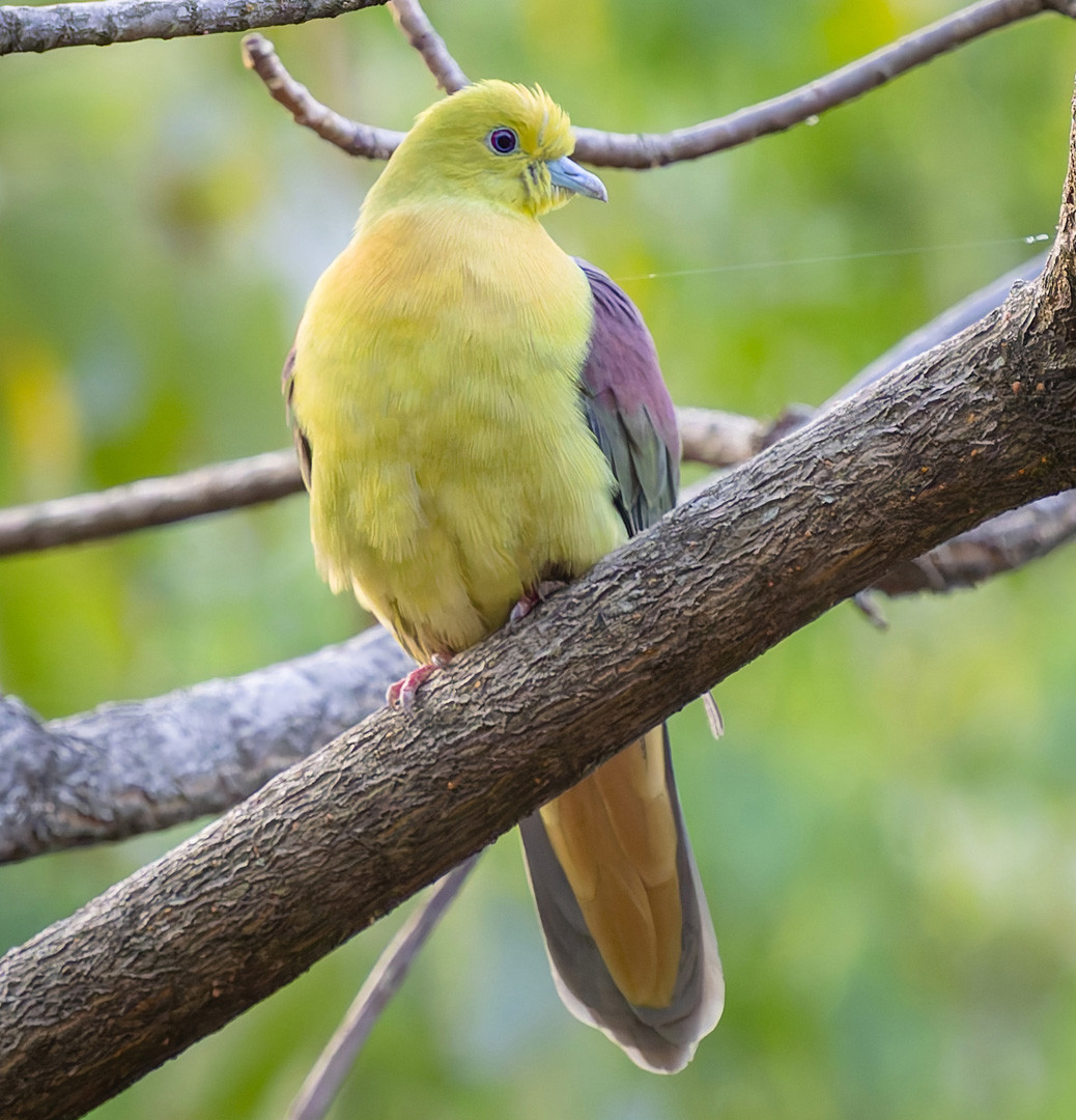 image Wedge-tailed Green-Pigeon